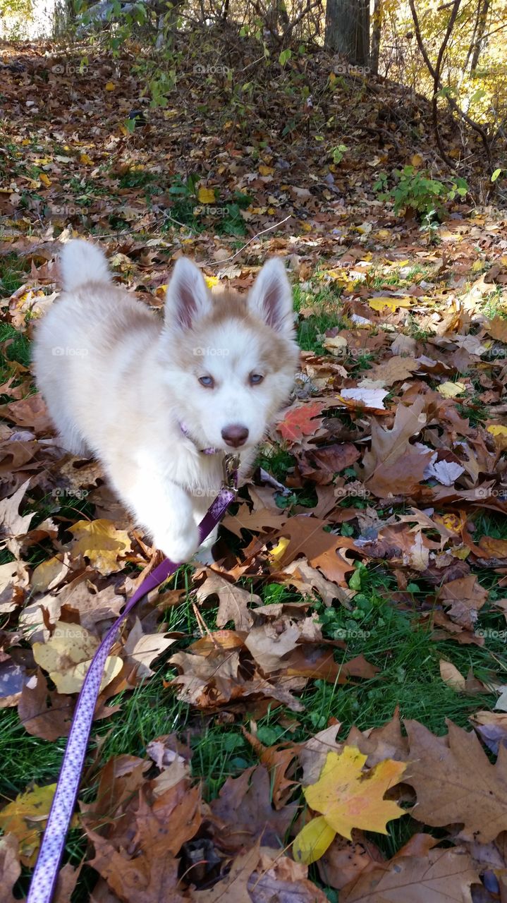 Skyla the puppy walking on the leash