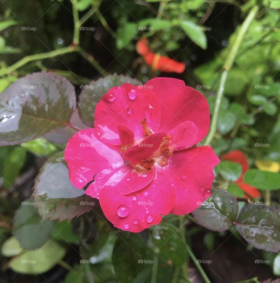 Rose