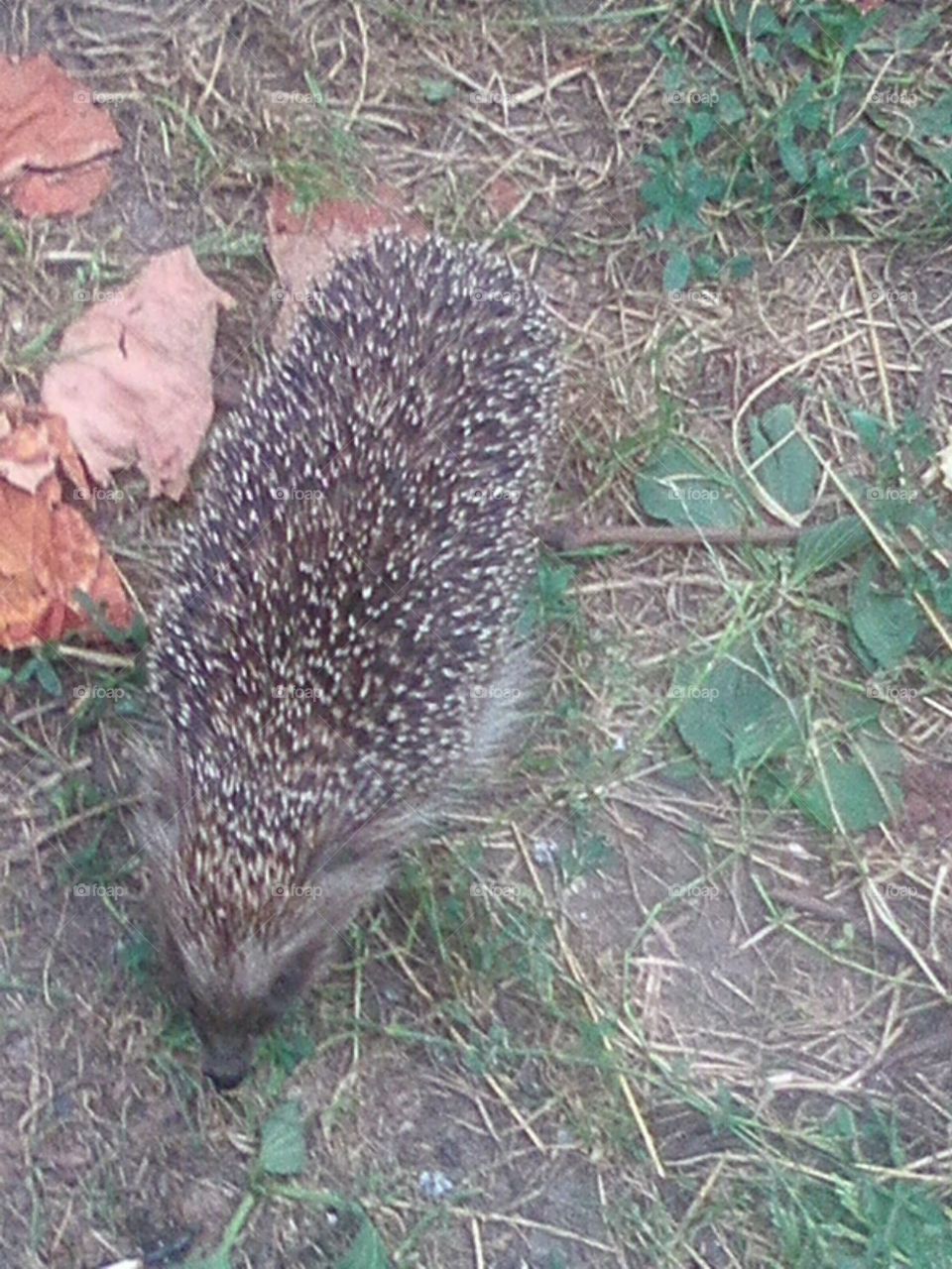 Ёжик 2