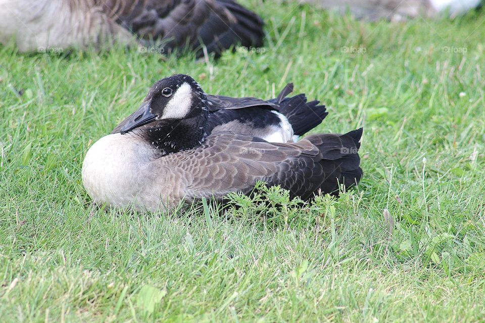 Resting Goose