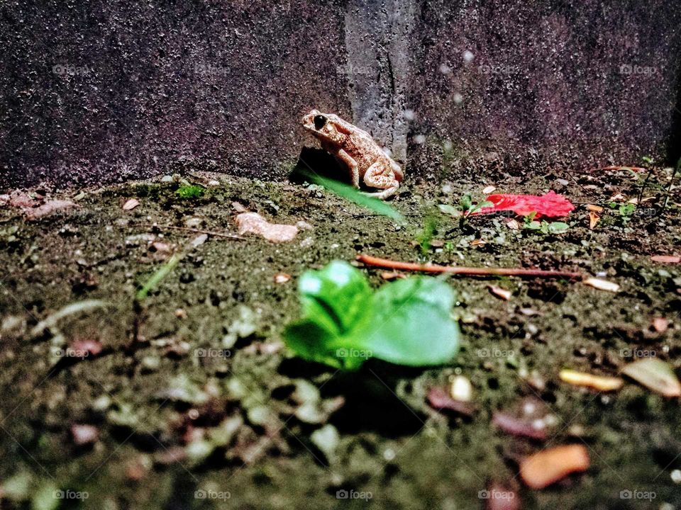 Wood, Tree, Nature, Leaf, Soil