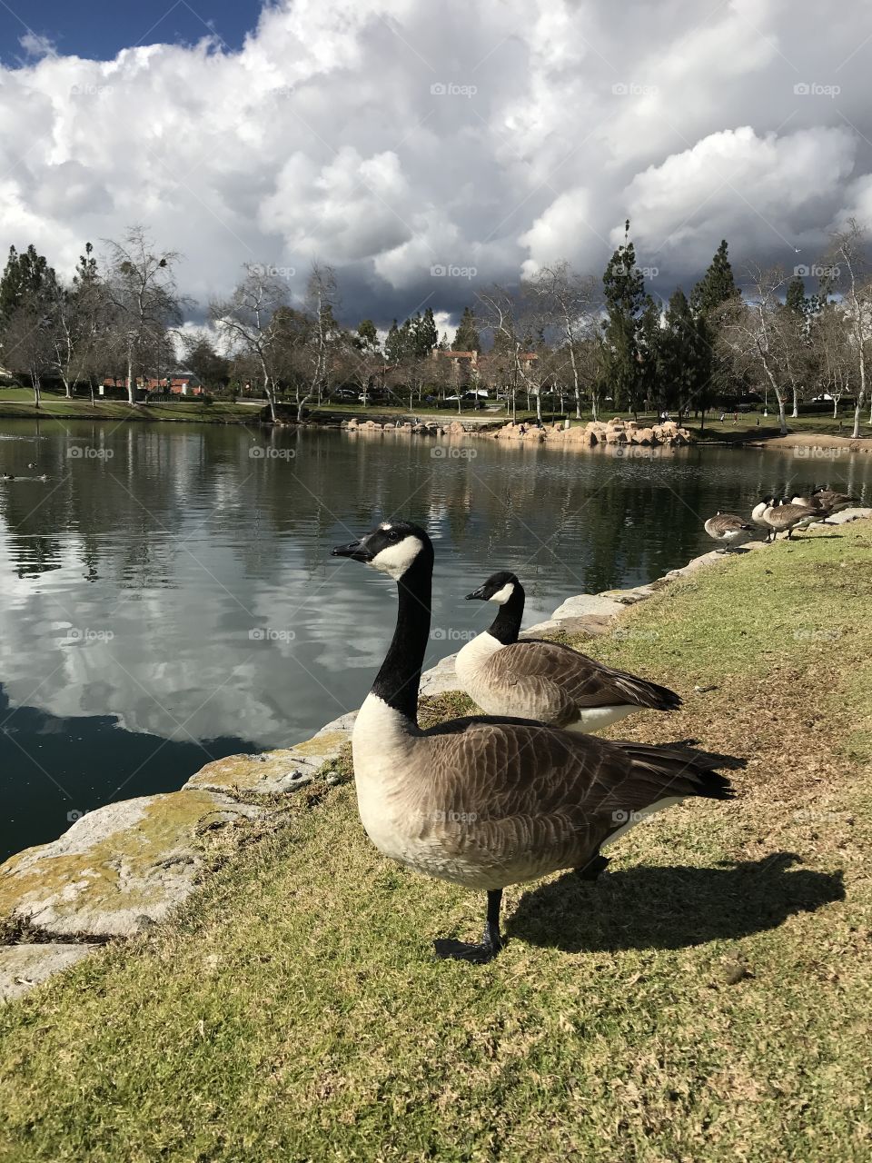 A couple of geese on the banks of the lake