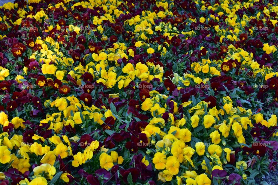 Flowers on spring 