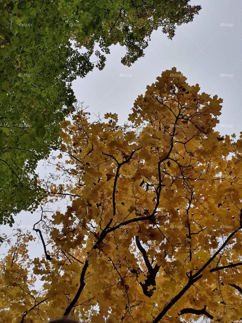 Green summer and yellow autumn in one picture.