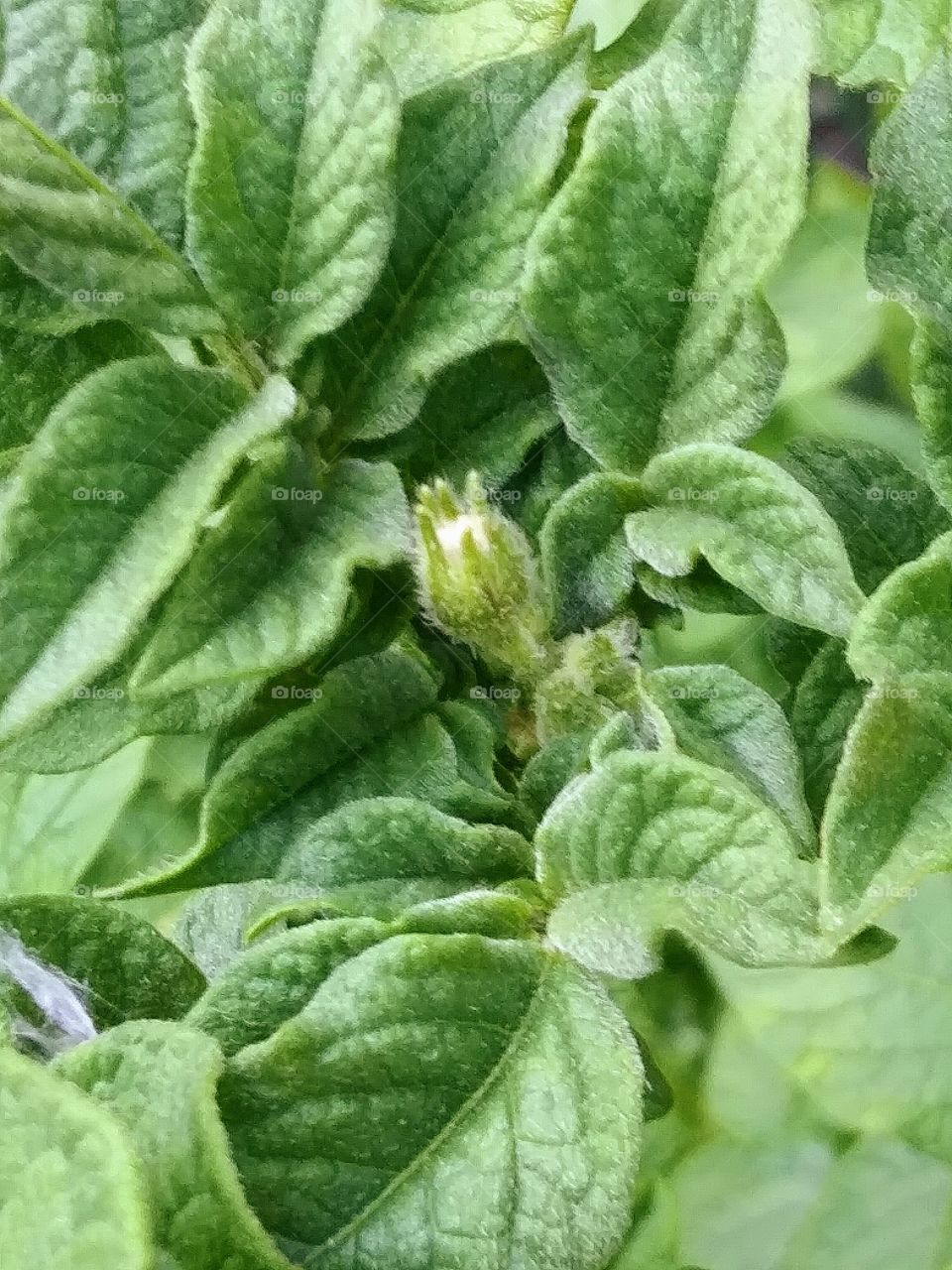 flower bud on a potato plant