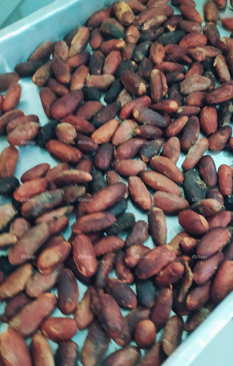 Semente de cacau torrada