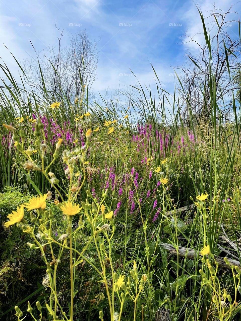 Wildflowers 