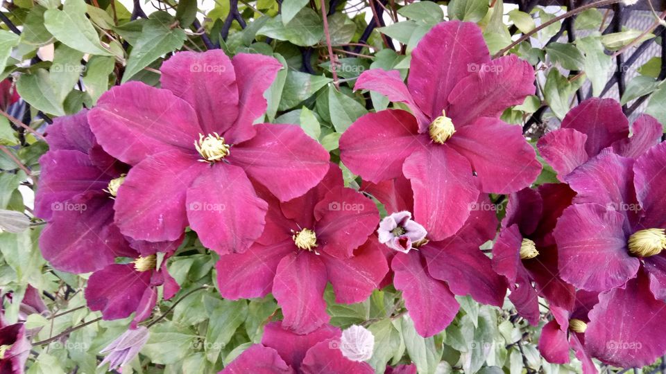 The asian virginsbower is one species of garden clematis that has generated some incredible beautiful varieties. 