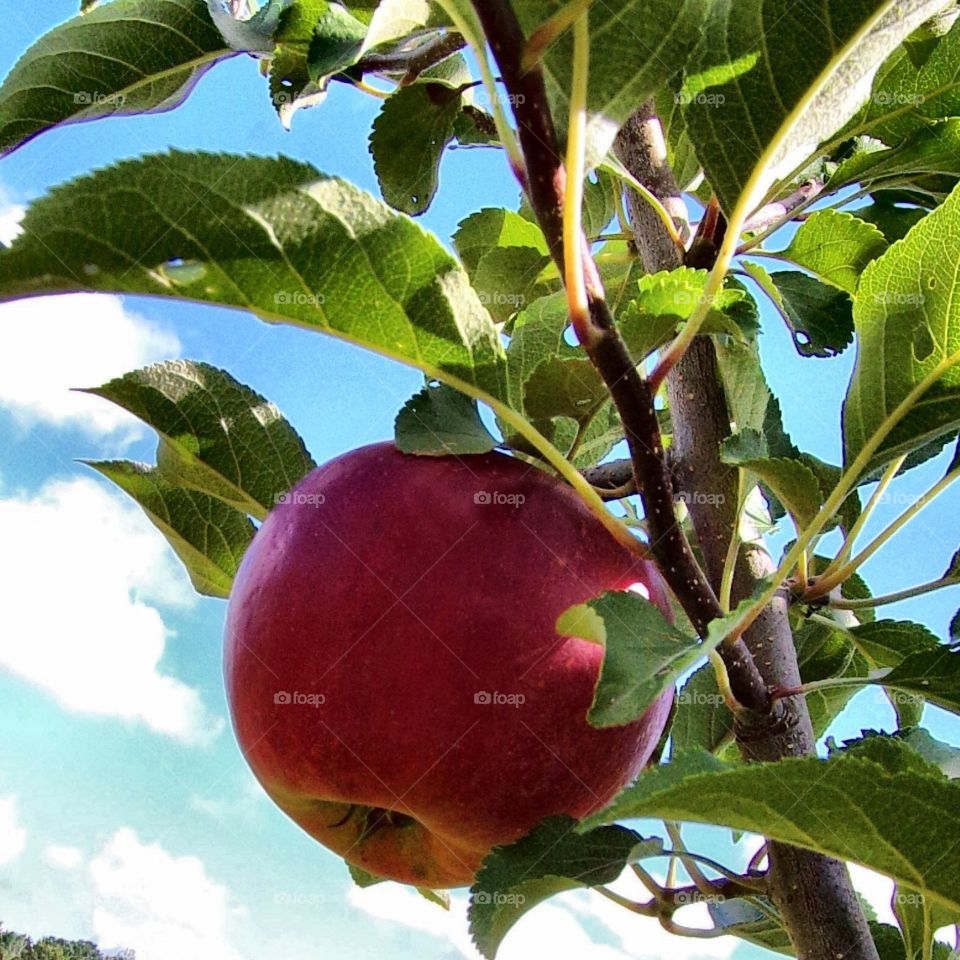 Fruit, Apple, Leaf, Food, Nature