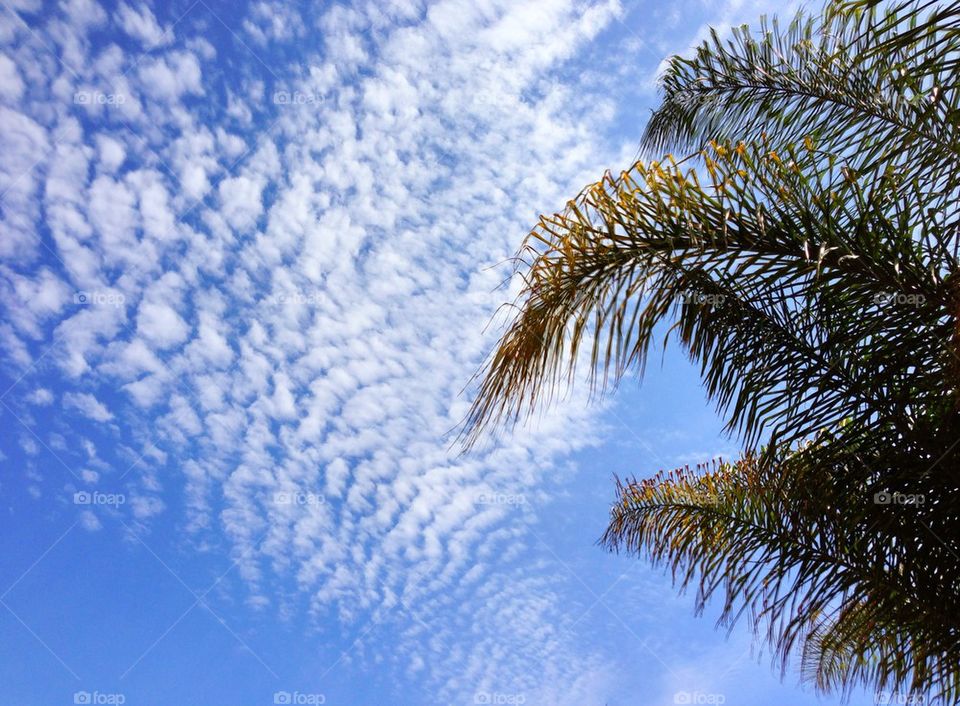 Altocumulus or Mackerel Clouds