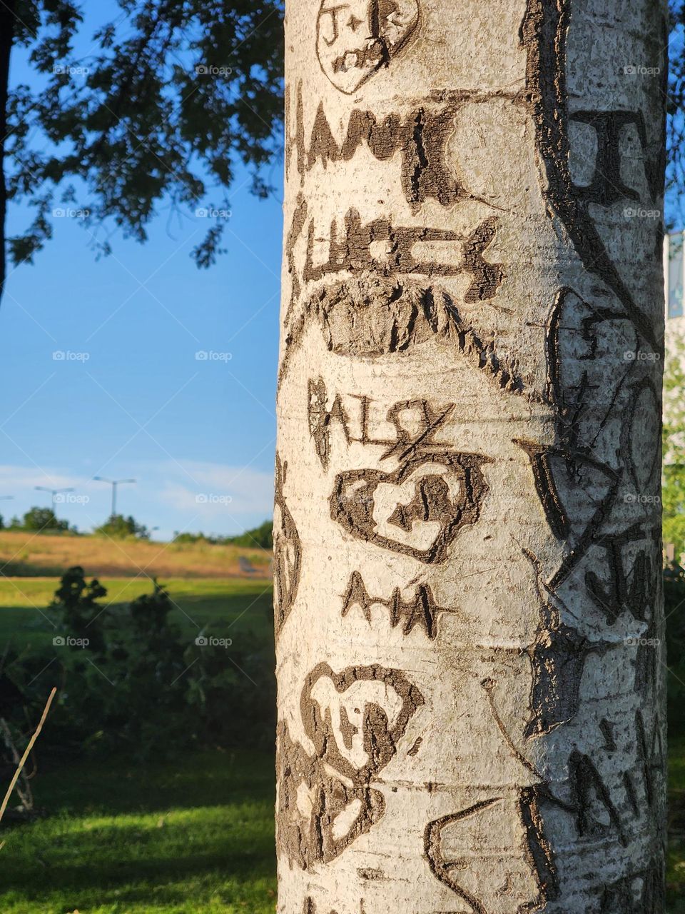 close up of tree with names carved in the trunk