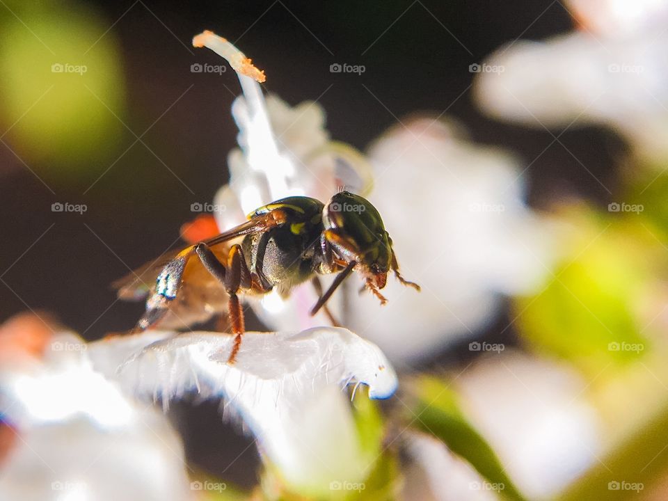 Colors in the garden - Jataí bee 