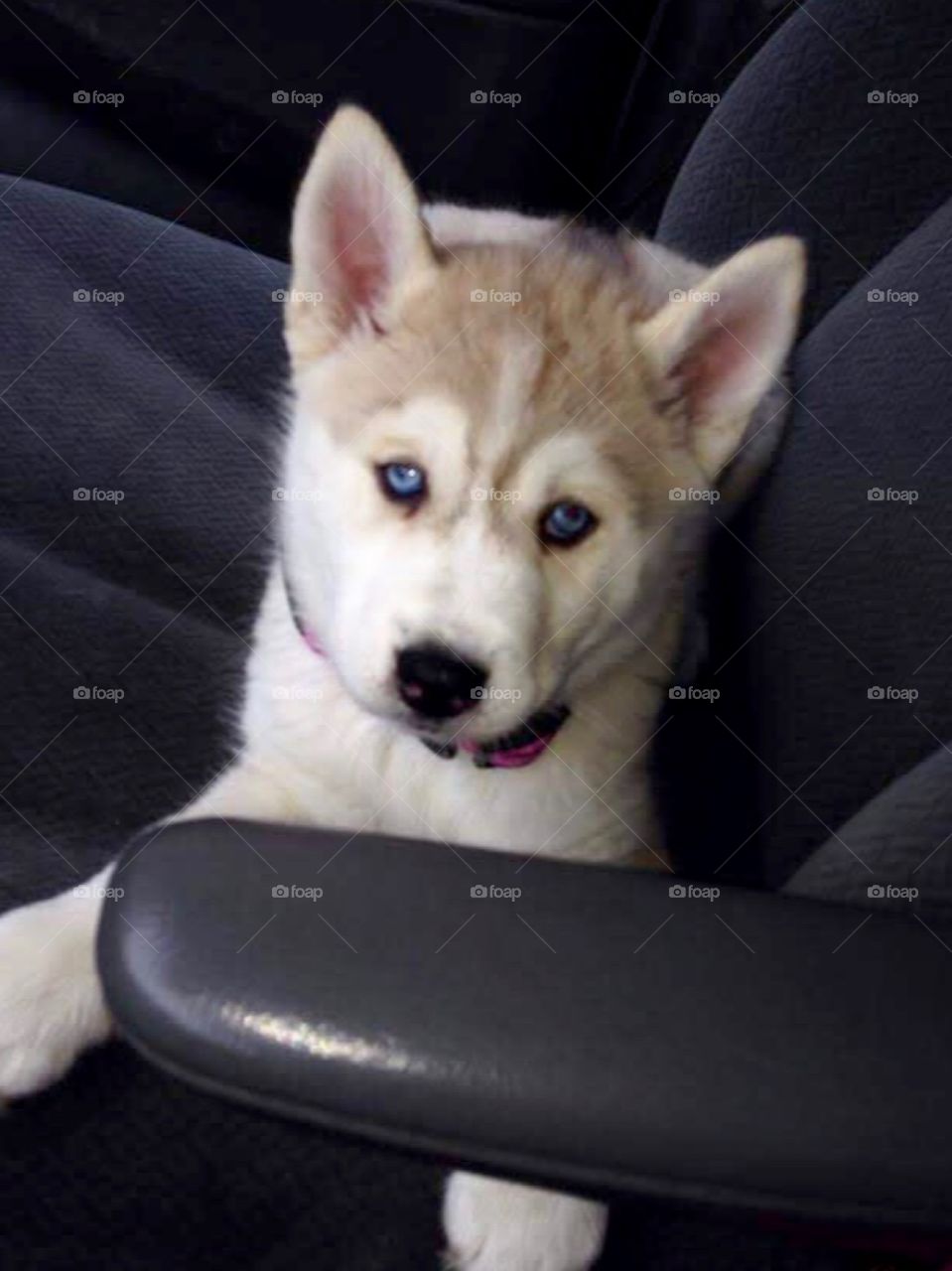 Siberian Husky Puppy with Beautiful Blue Eyes 