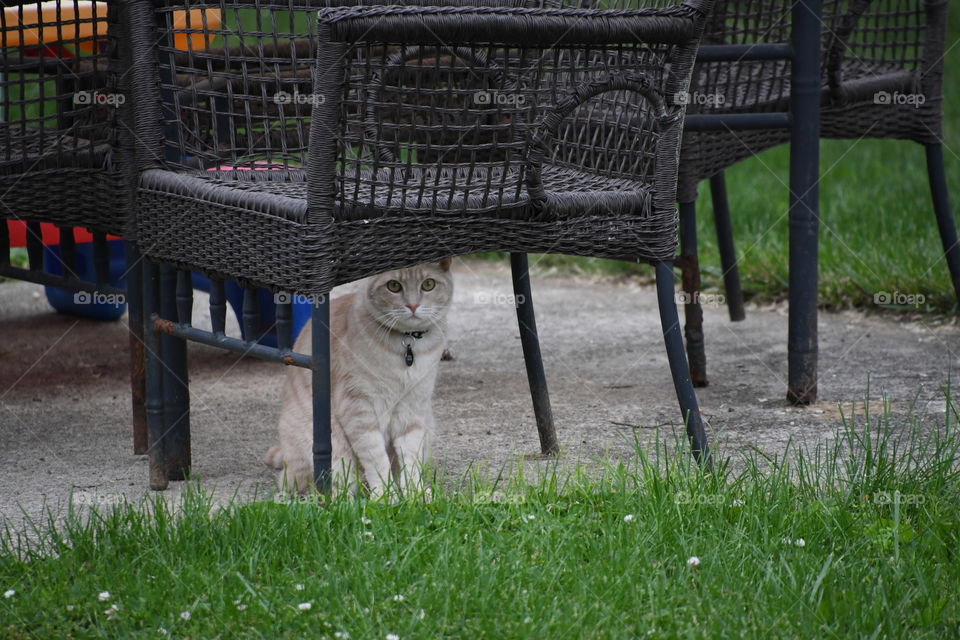 cat under chair outside