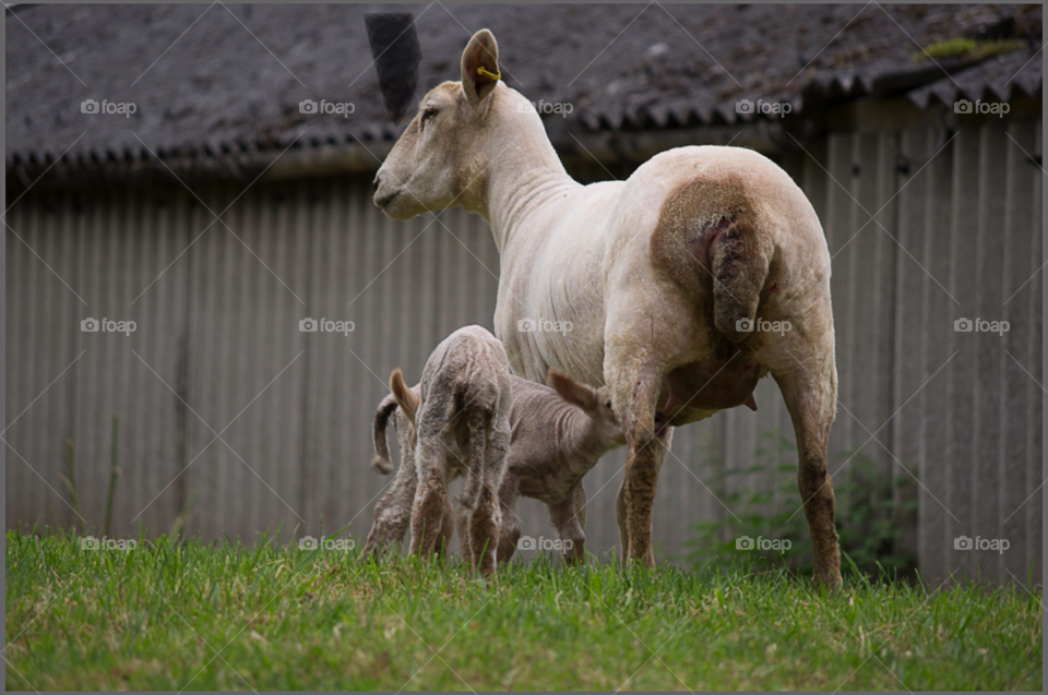 Grass, Mammal, Animal, Farm, Field