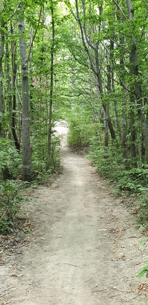 somewhere in the forest