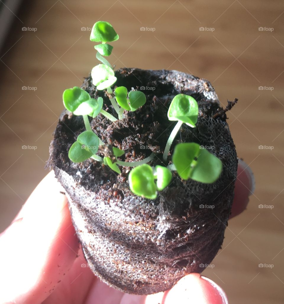 Tiny herb sprouts in sunlight 