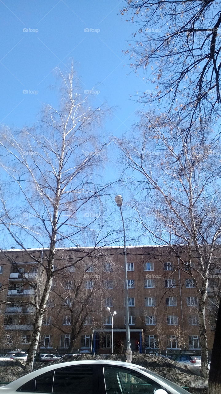 Sky, spring, roof, tree