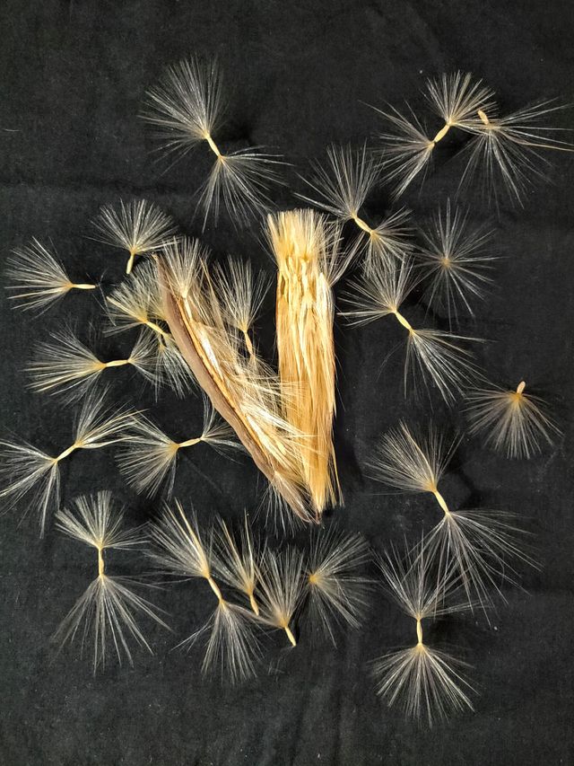 Adenium obesum seeds