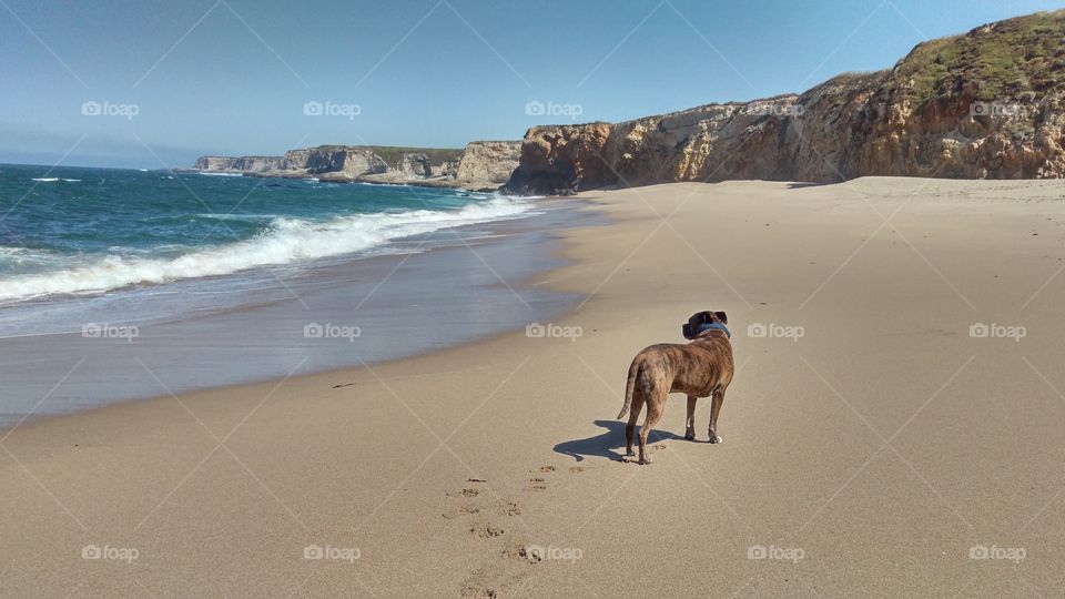 Thor on the coast