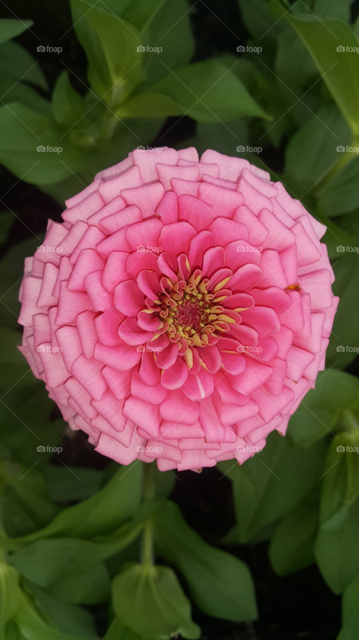 Zinnia flower