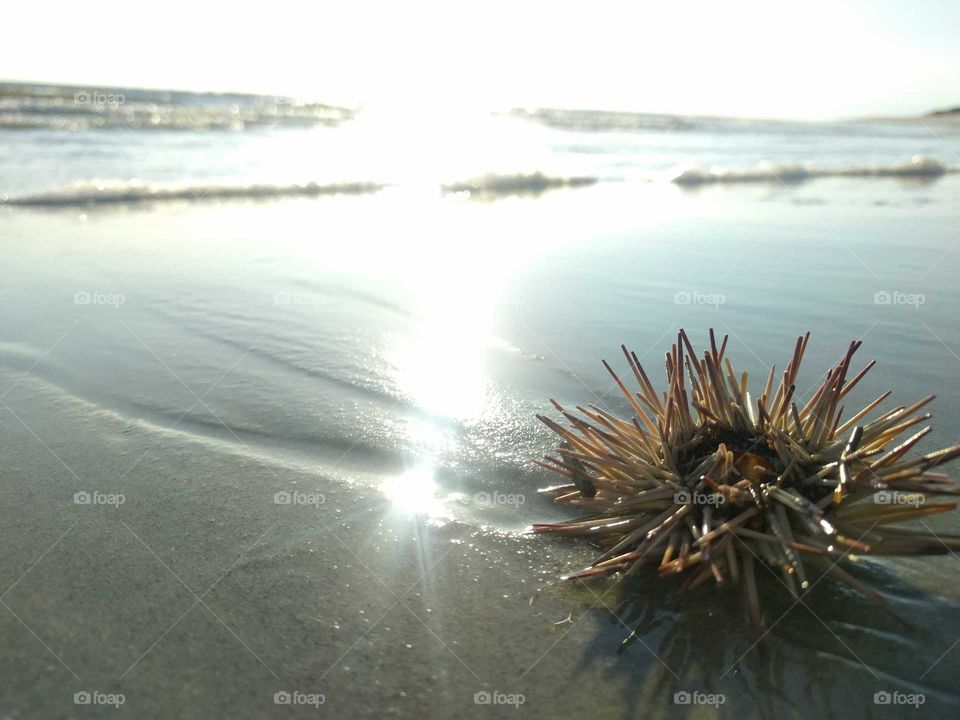 sea urchin on the beach