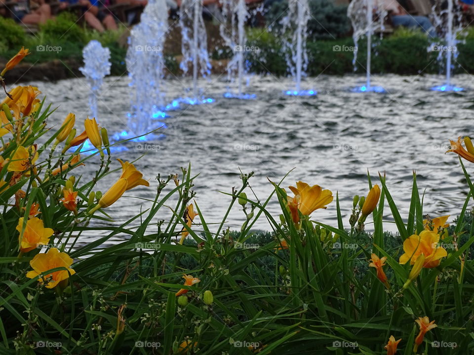 Lillies beside a fountain 