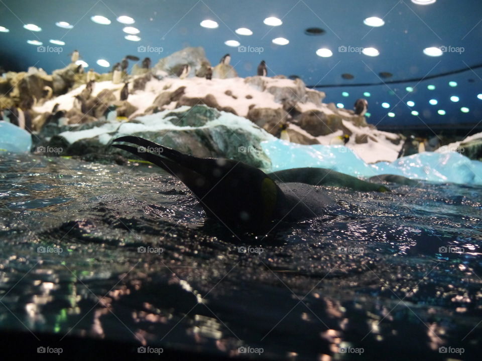 View of penguins in water