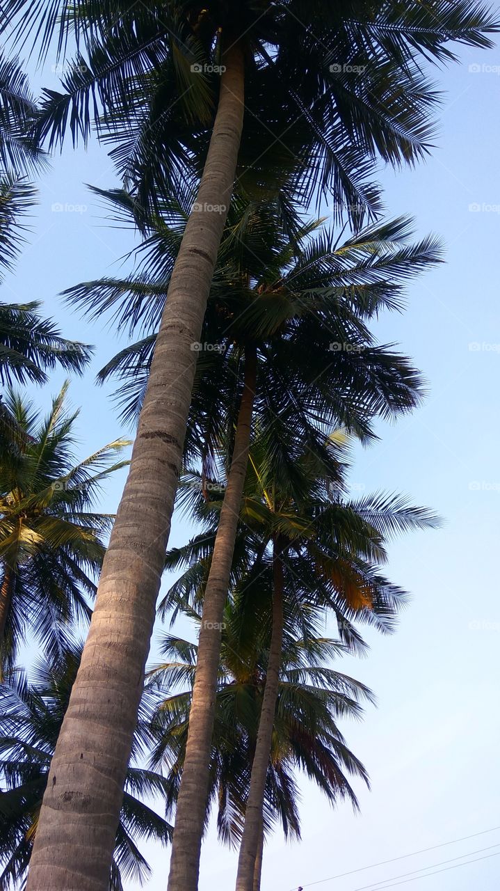 coconut tree high
