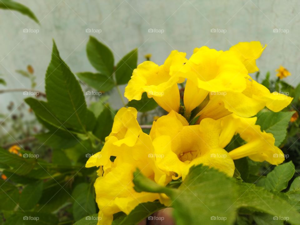 Beautiful yellow flowers in nature in botanical garden in village of India