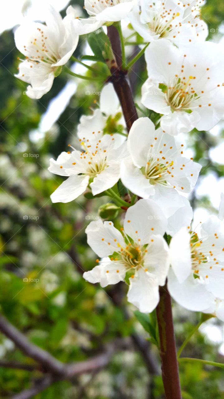 apple blossom