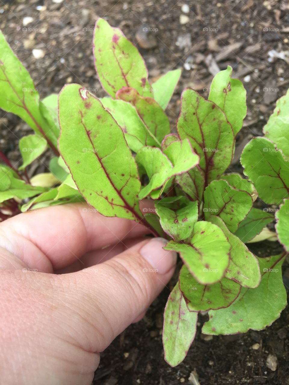 Our family loves boiling down beet greens and eating with vinegar 