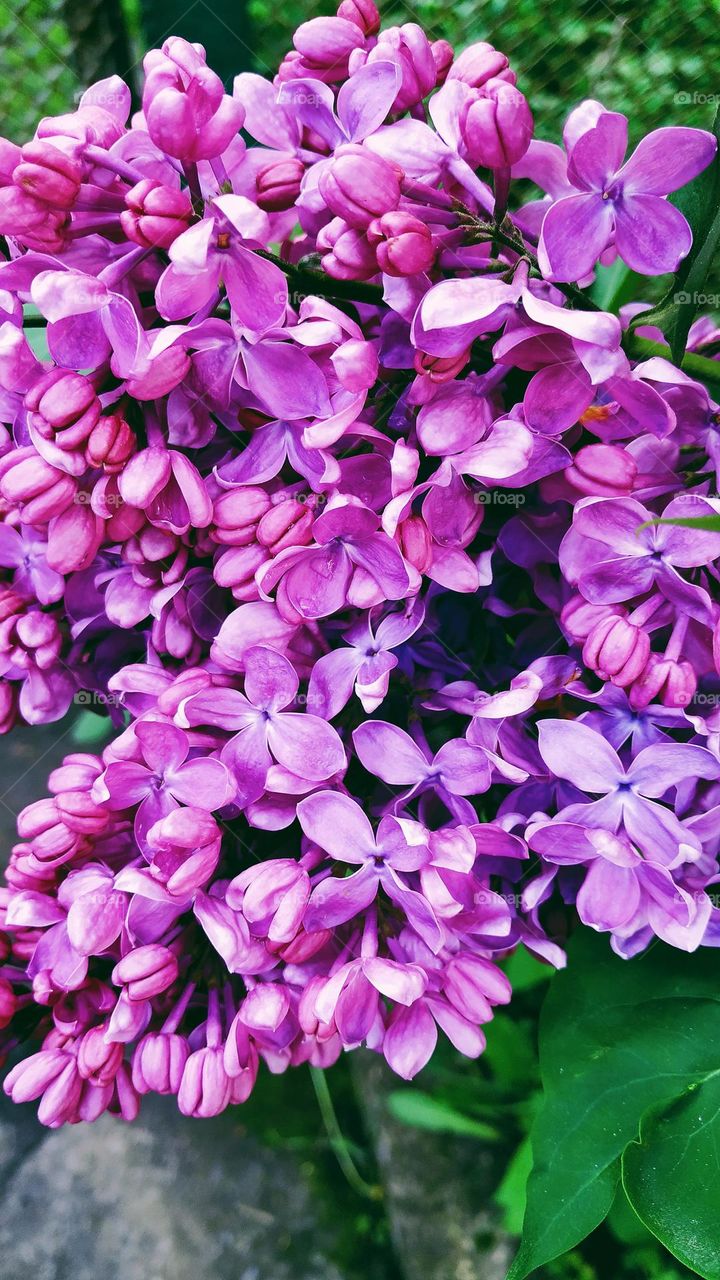 lilac bush flower