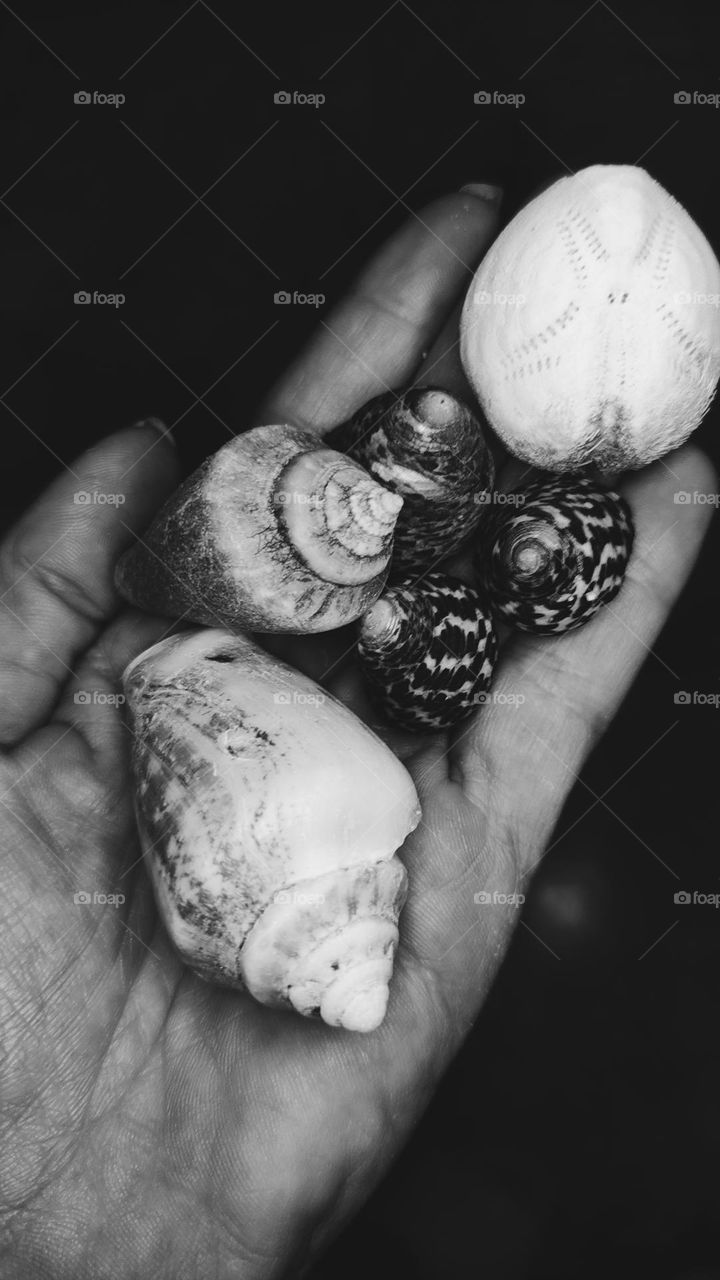Shells