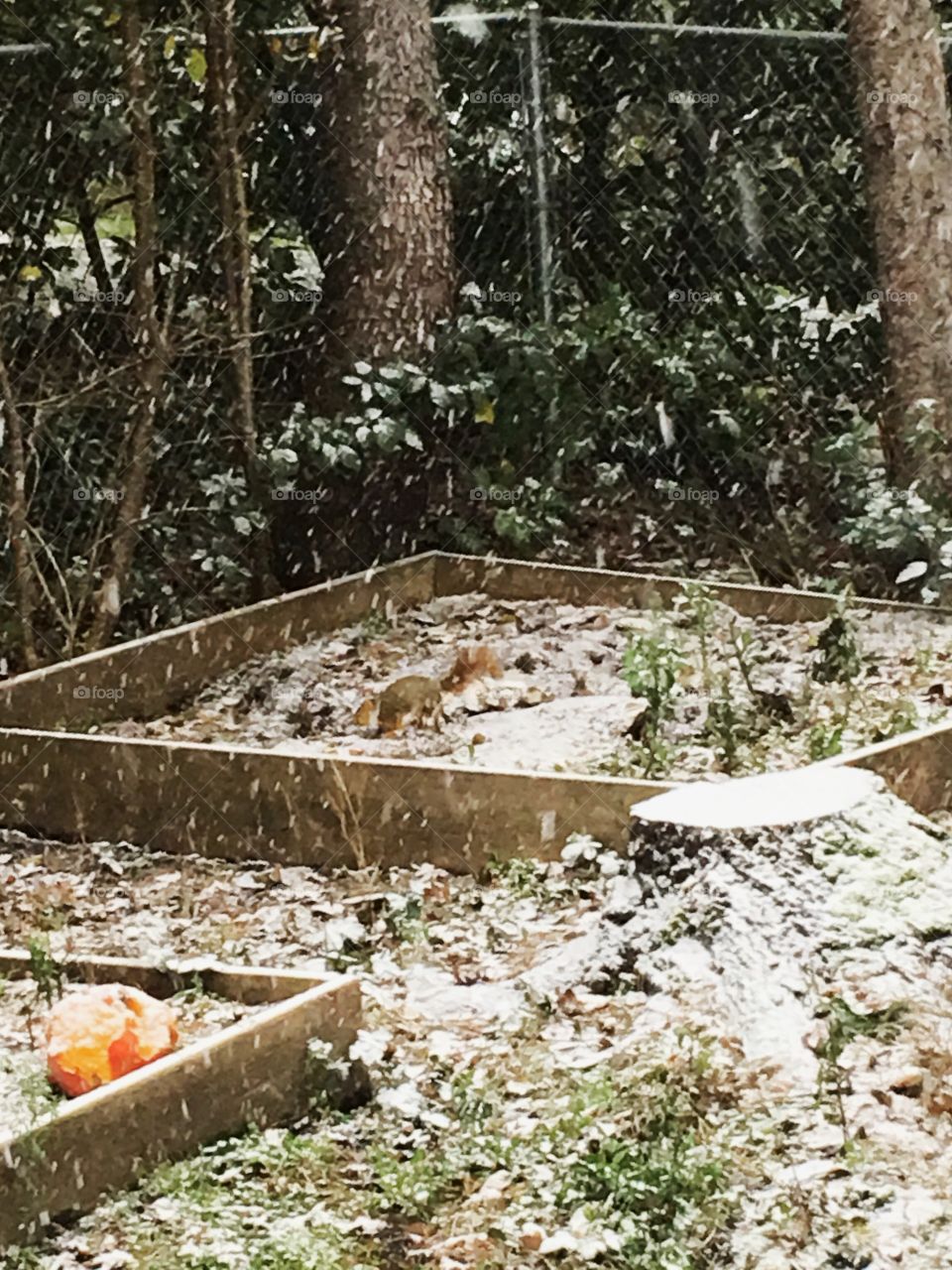 Winter is coming… The neighborhood squirrel is stocking up on compost before the winter comes and snows him in. 