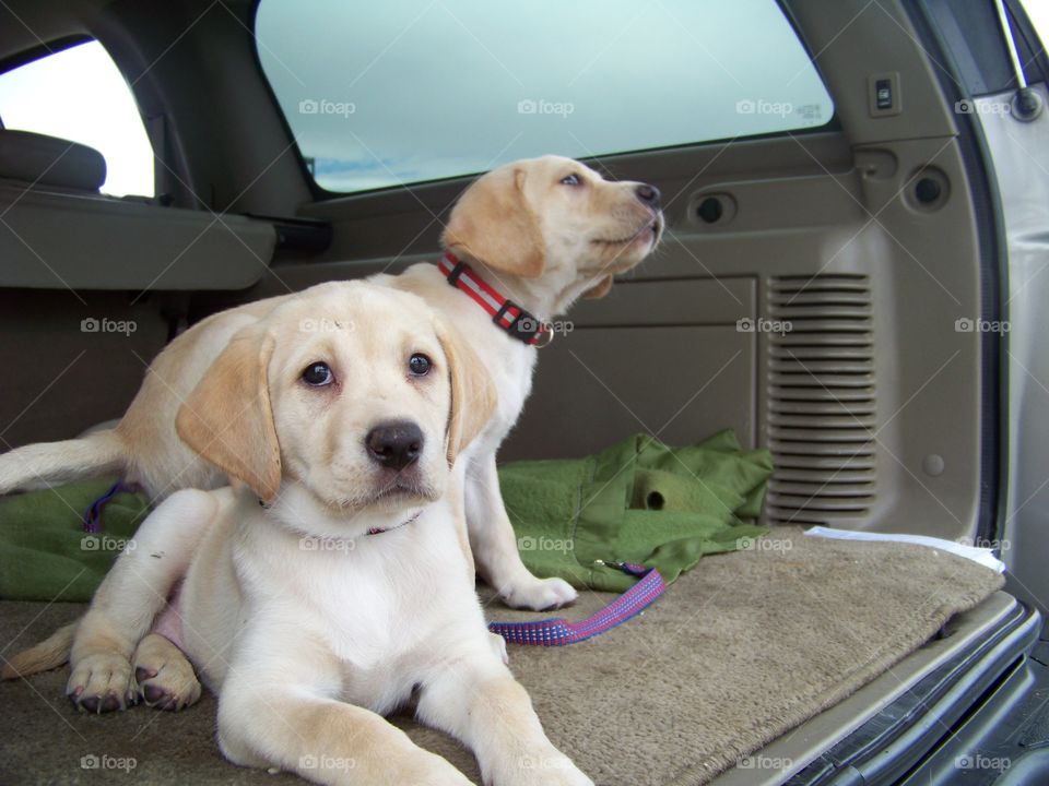 Yellow Labrador puppies looking for a home