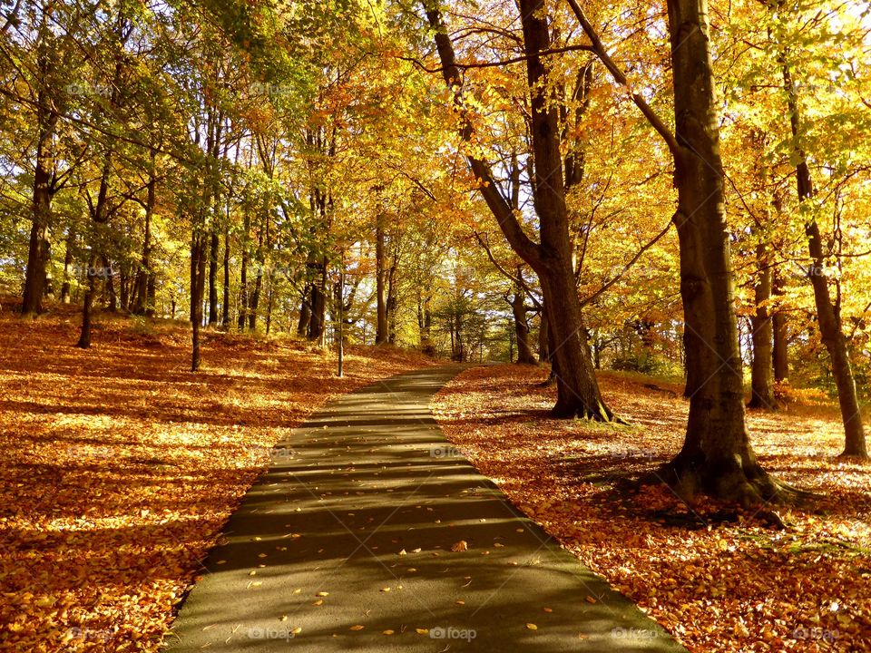 A path into a forest of yellow leaves