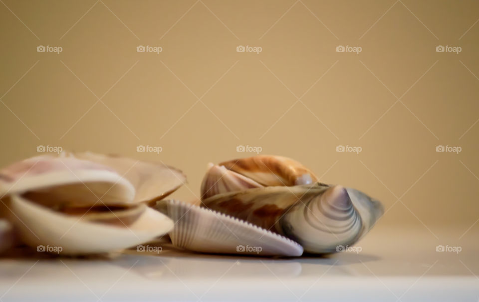 Close-up of seashells