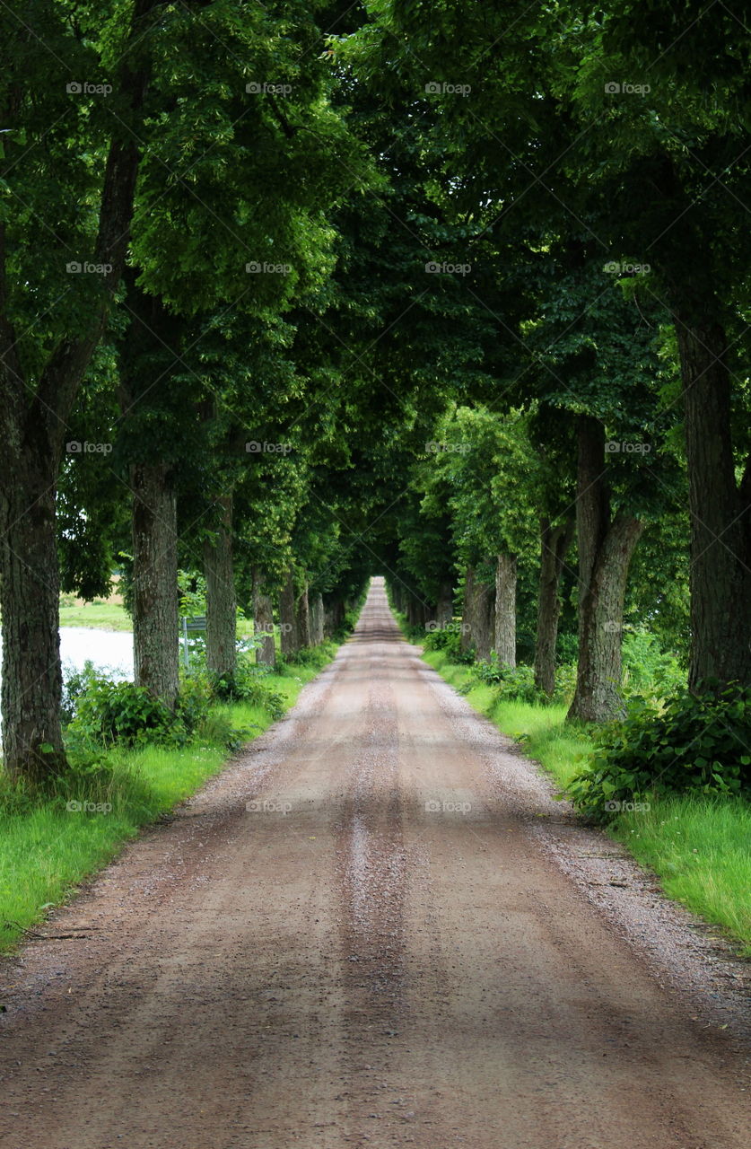 View of empty dirt road