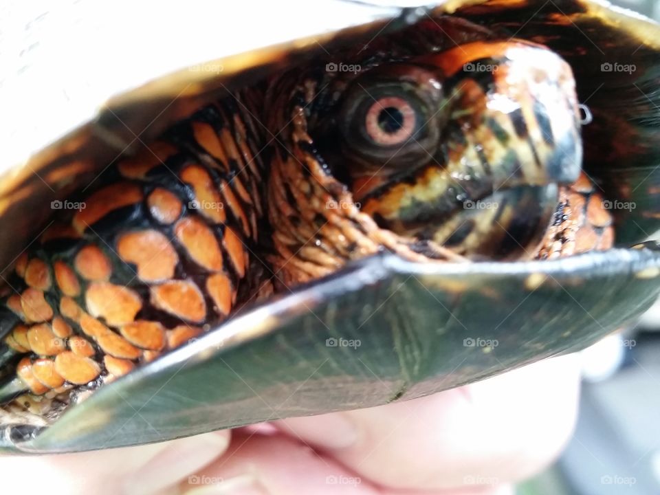 Astern Box Turtle