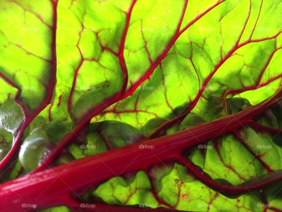 Swiss chard close up