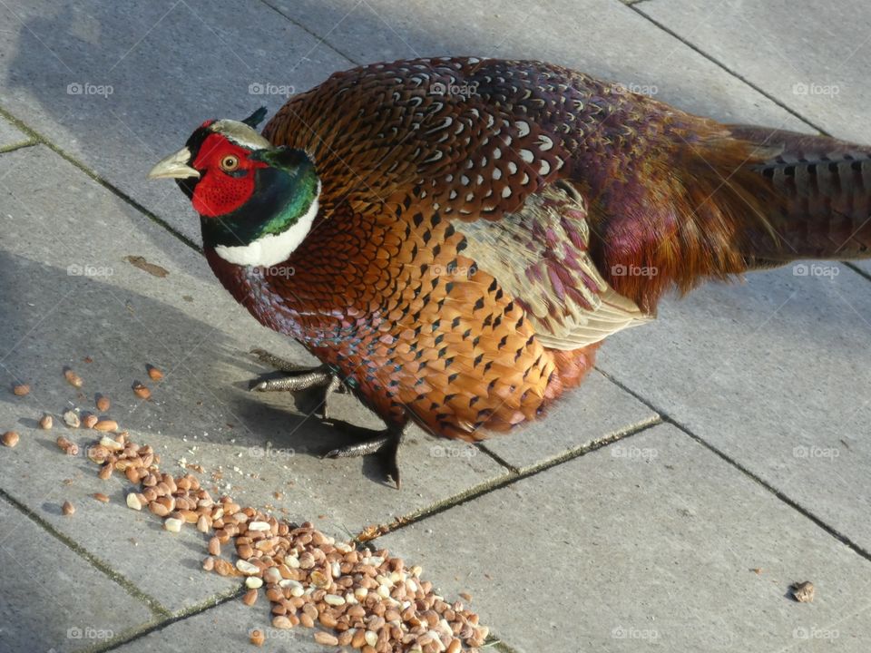 Funky pheasant 