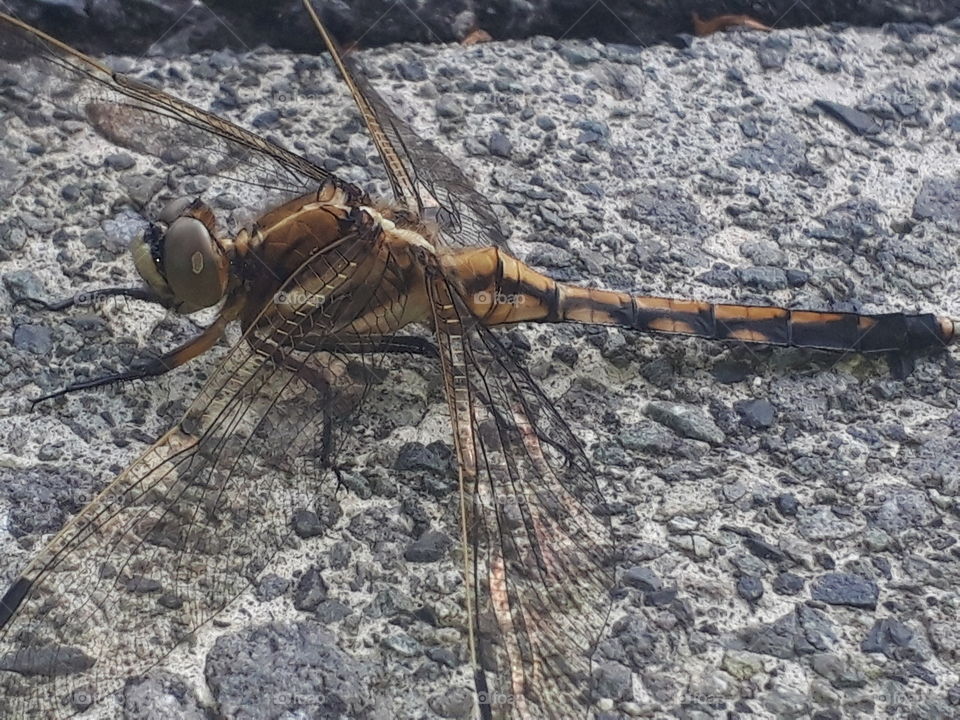 dragonfly