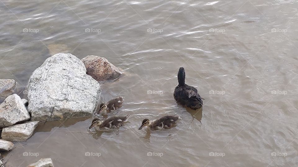 A Lake in Utah with Mommy and Baby Ducks ©️ Copyright CM Photography