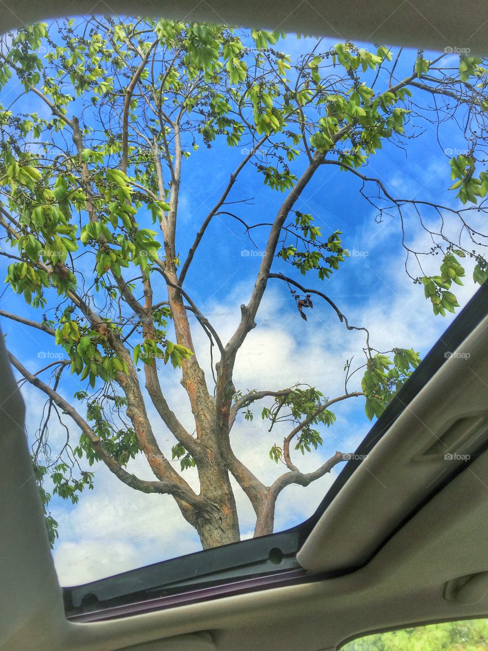 Looking Up At The Sky And Trees 
Through Car Sunroof