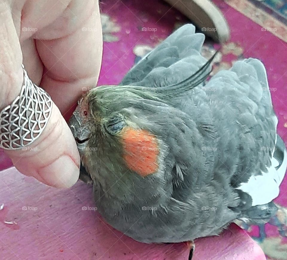 tweety enjoying a mid morning beak massage. After all who doesn't enjoy one of those?