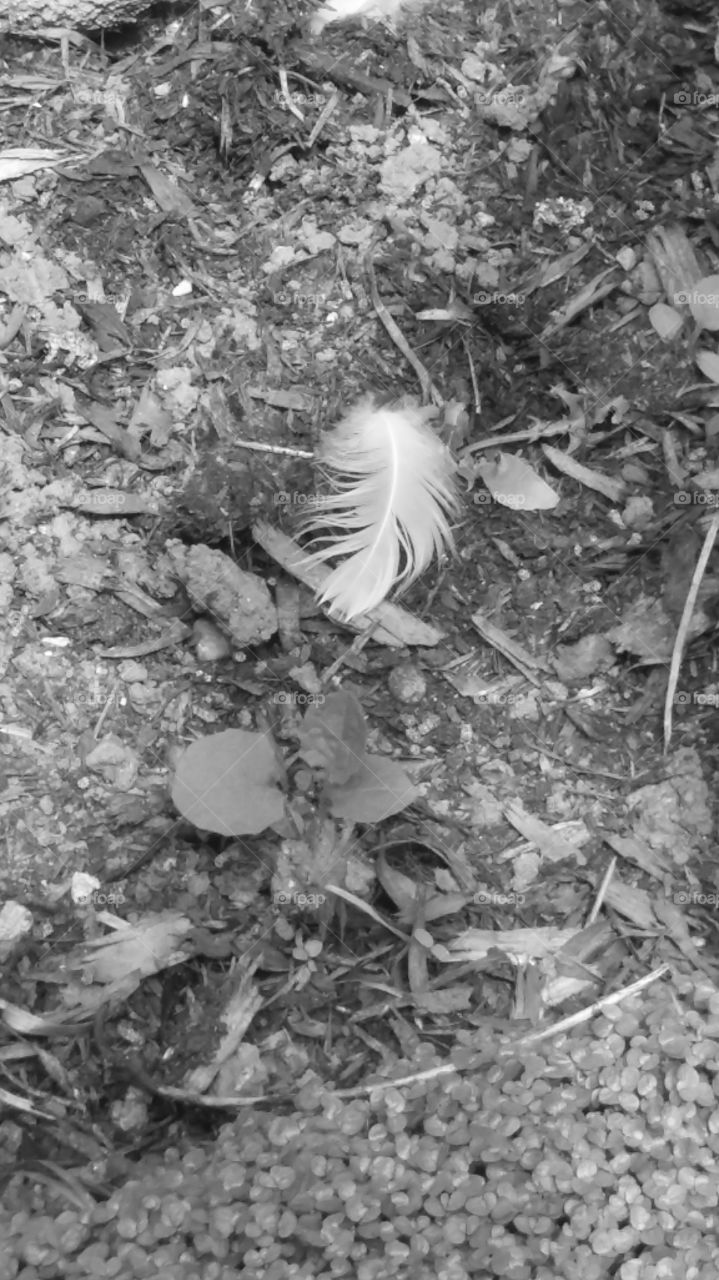 feather