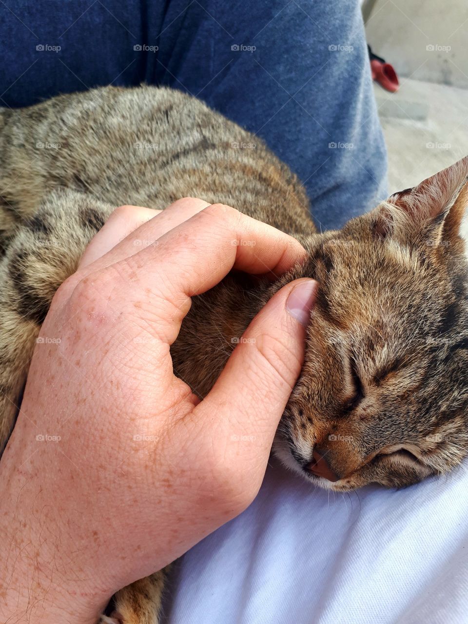 This is now my family cat.She still have no name, because it came a few days ago with us while we were working in the field.She is very dear.We thought it was our old cat because it was the same, but it did not.The likes of caressing and enjoying it