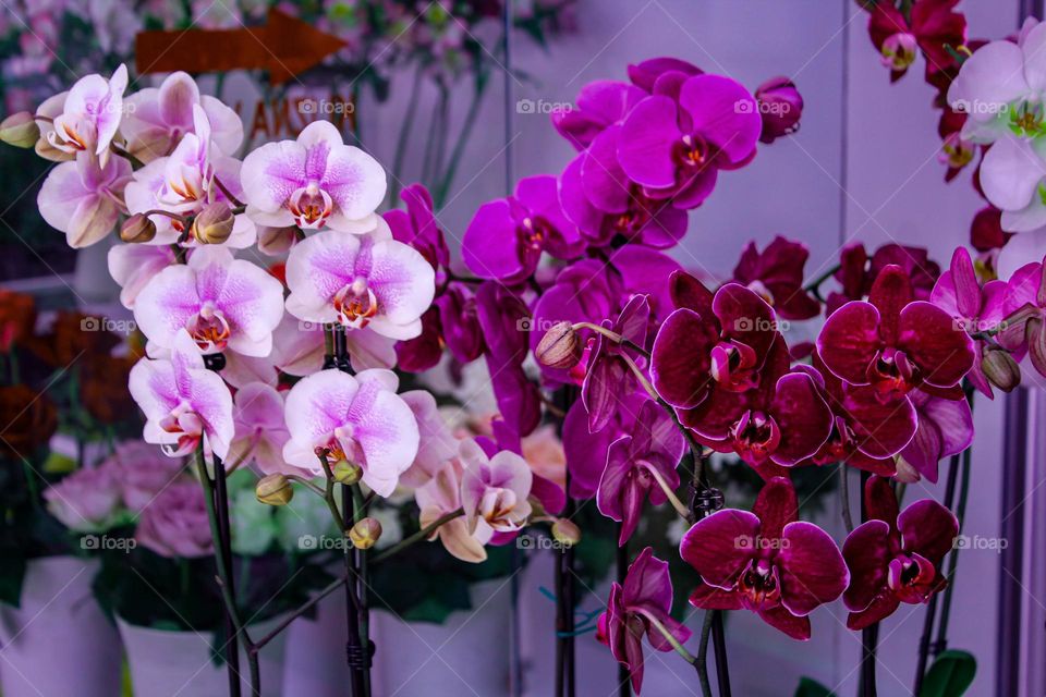 Orchids