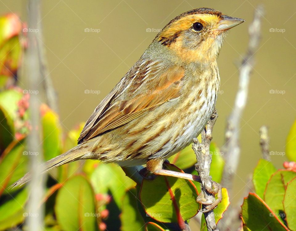 Bird perching on branch